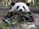 都江堰熊貓基地純玩1日游